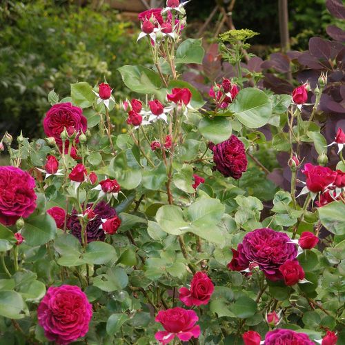 Roșu - Trandafir copac cu trunchi înalt - cu flori tip trandafiri englezești - coroană curgătoare
